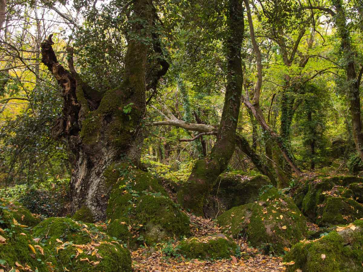 Grandi alberi nel Bosco del Sasseto