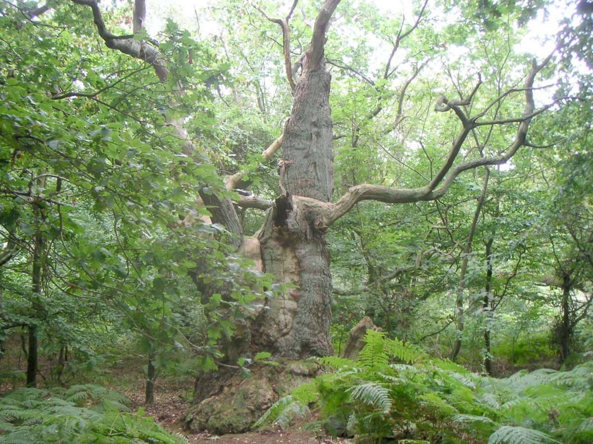 La foresta di Vilm