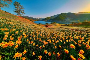 primavera-corea