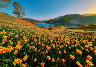 primavera-corea