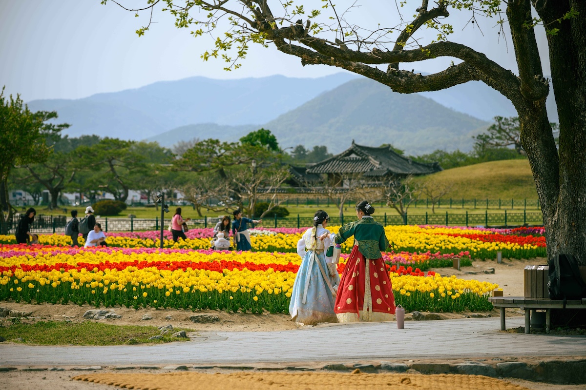 corea-primavera.hanami-Gyeongju