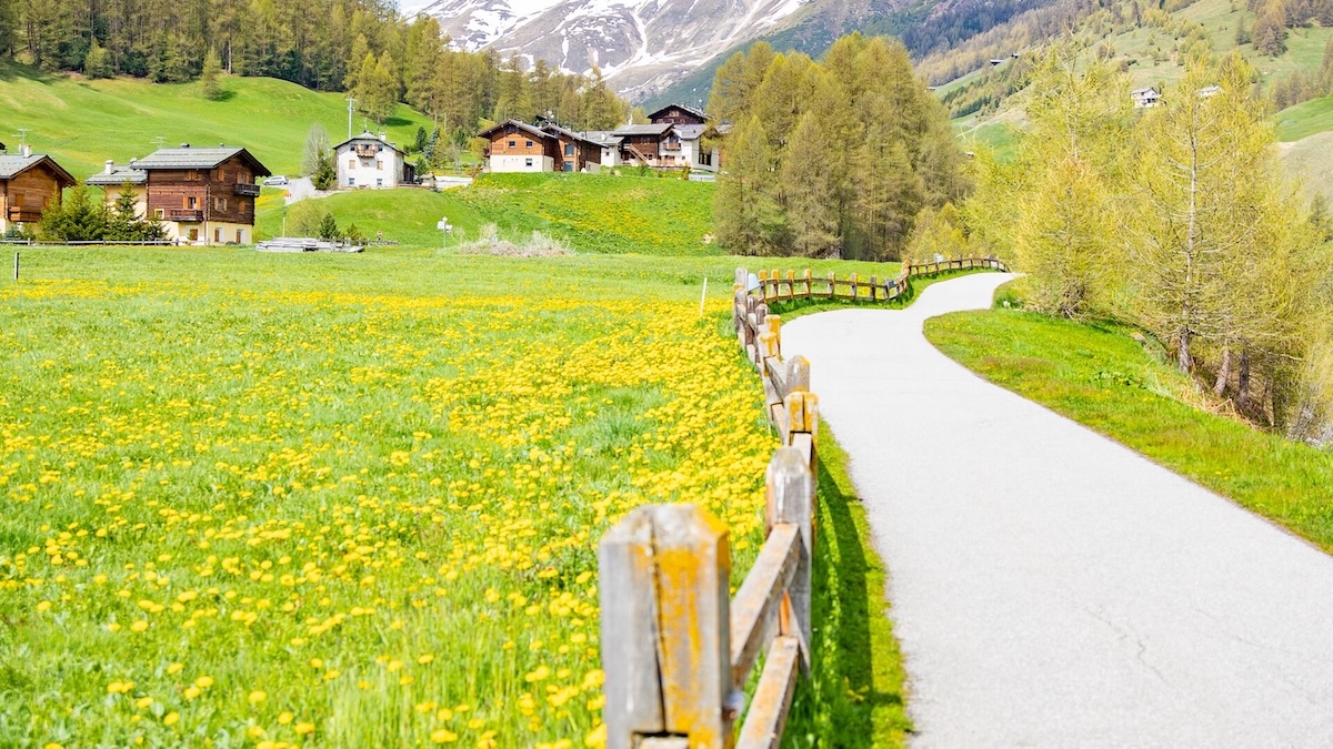 Livigno-caminate-fioriture