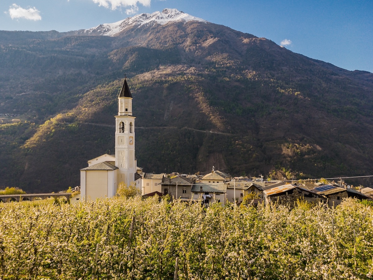 valtellina-fiori