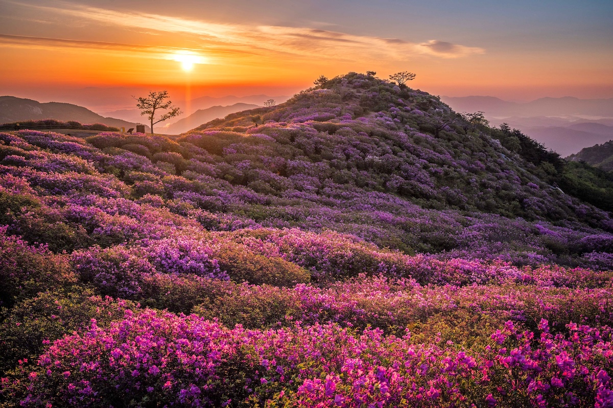 corea-Azalea-Hill