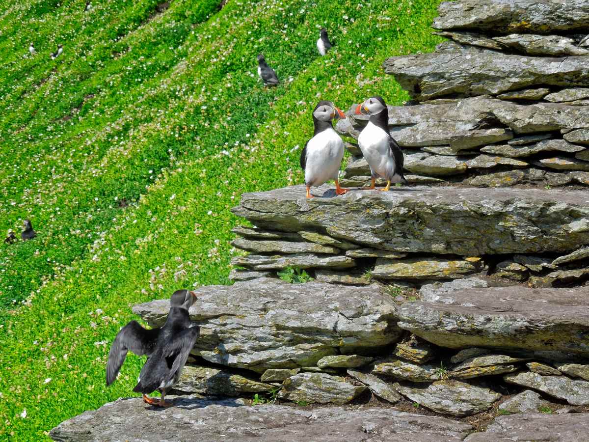 Pulcinelle di Mare a Skellig Michael