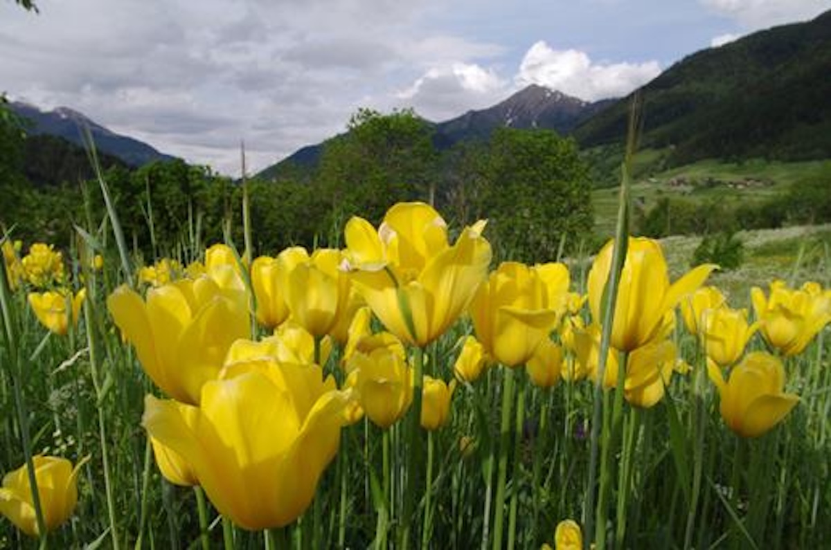 binntal-tulipani