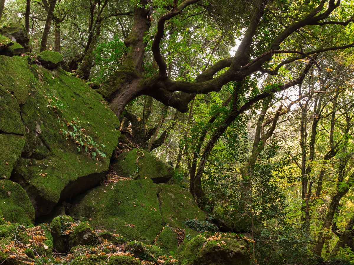 Sasseto, Il Bosco di Biancaneve
