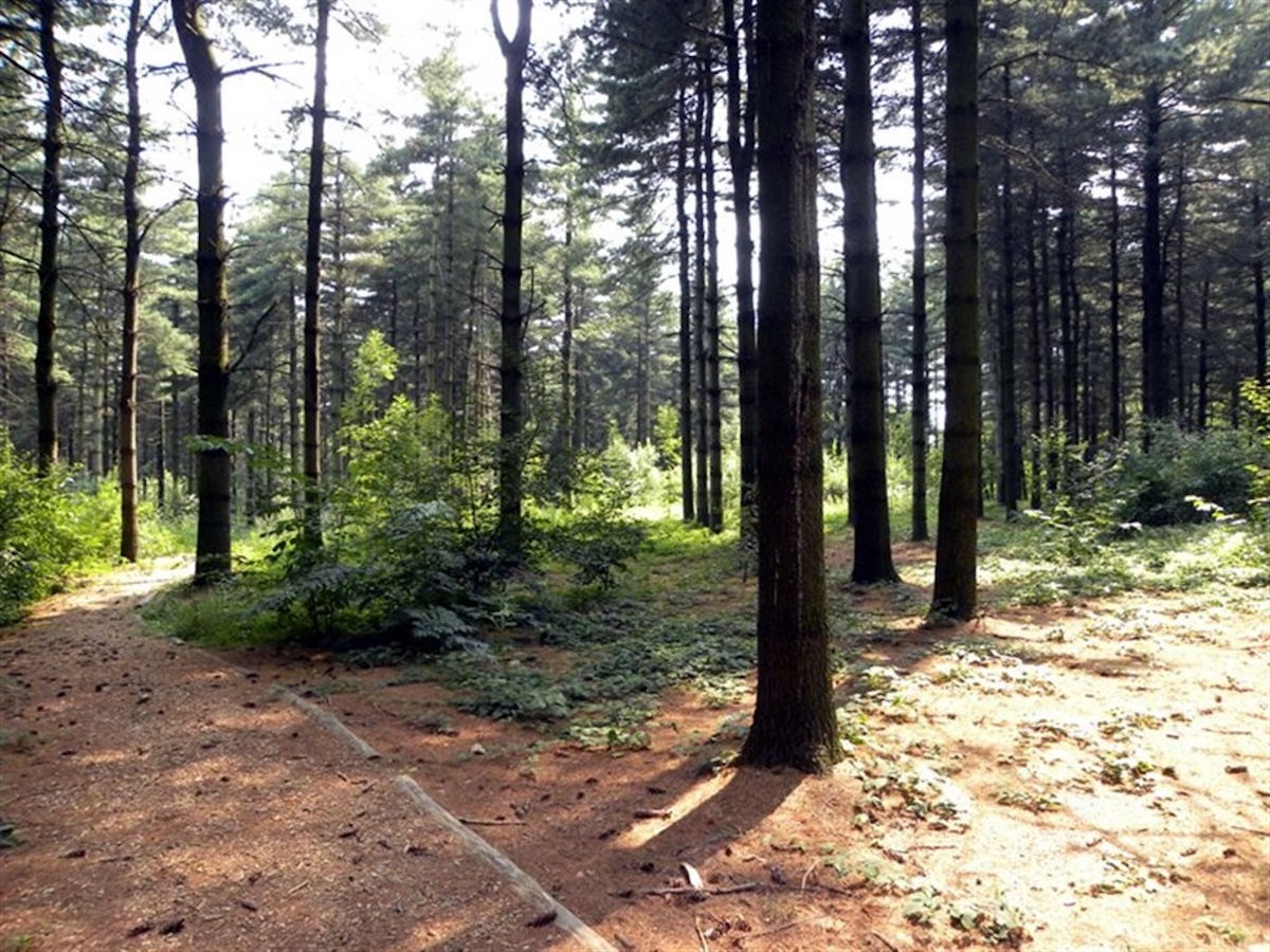 bosco-chignolo