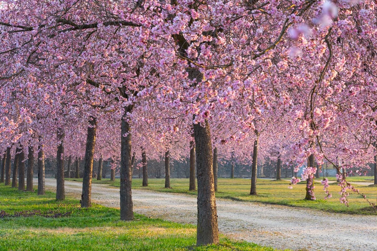 giardini_primavera_fusaro_19