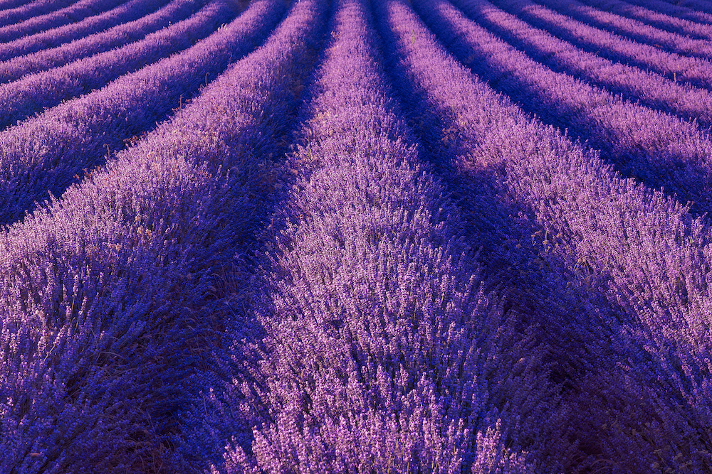 lavanda-piemonte