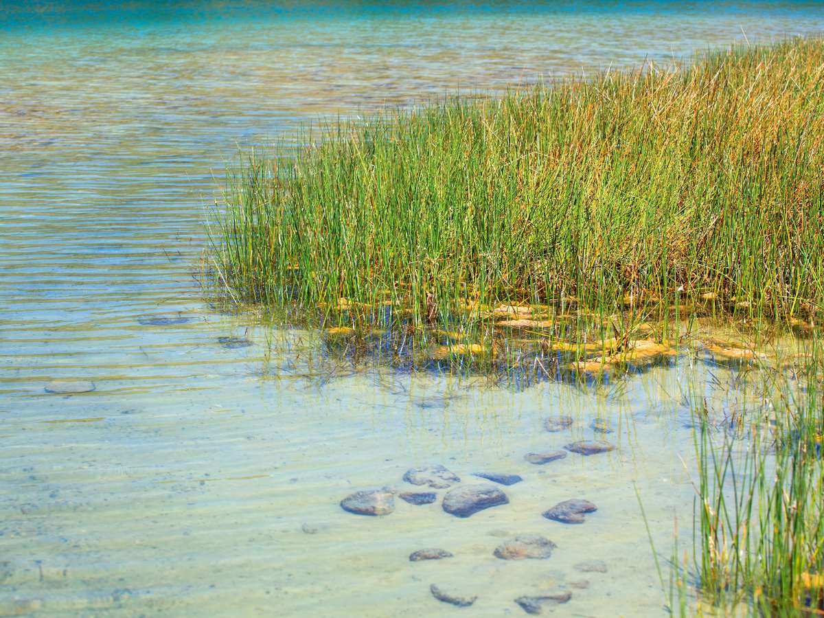 Vegetazione del Lago Specchio di Venere