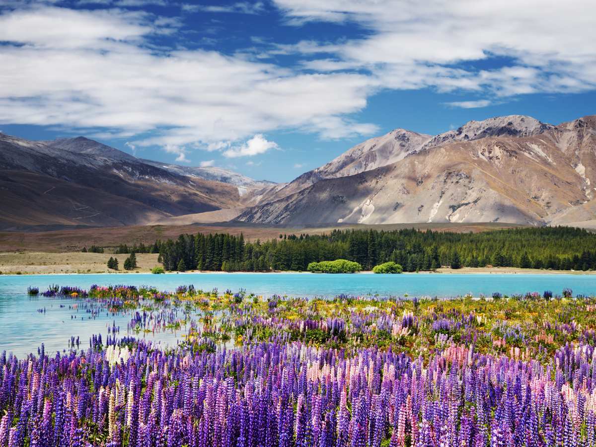 I lupini del Lago Tekapo