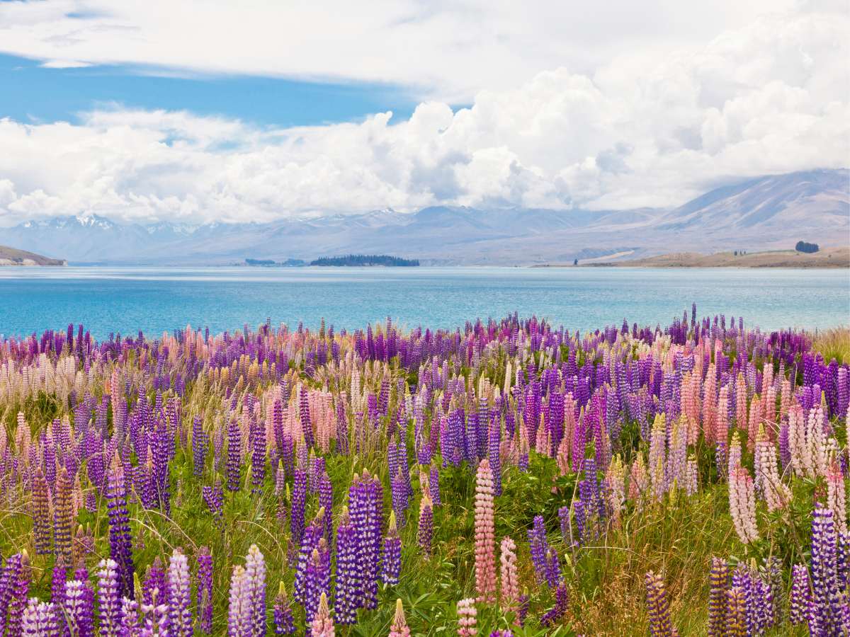Lake Tekapo, Nuova Zelanda