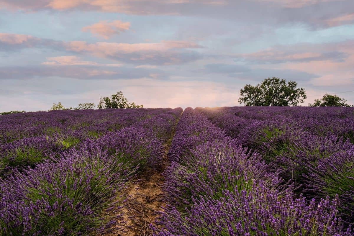 campi-di-lavanda-monferrato