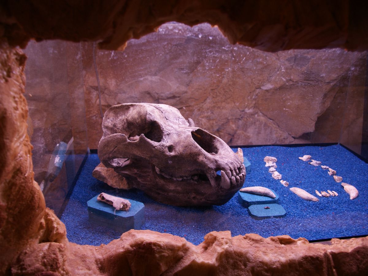 Resti dell'orso delle caverne