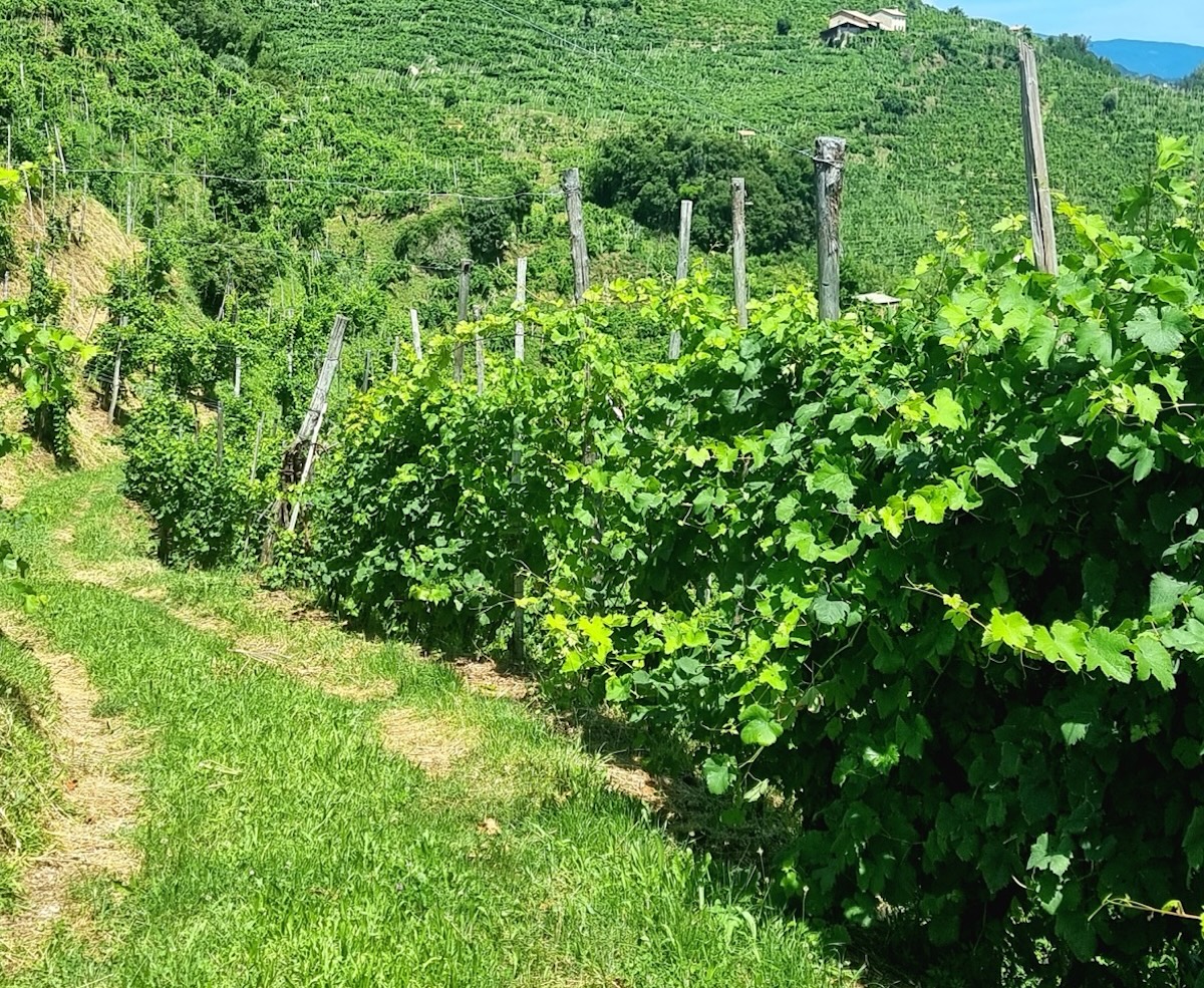 cammino-prosecco-sentiero-vigneti
