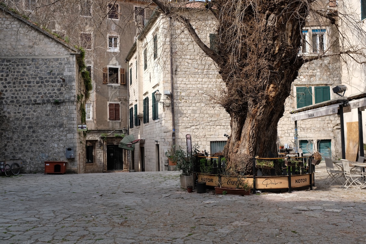 musao-gatti-kotor