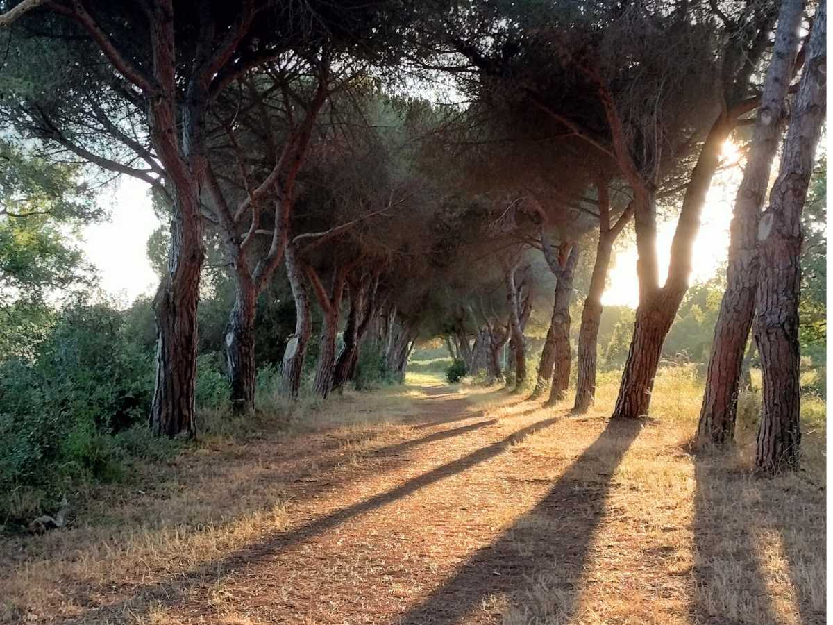 Le bellissime pinete di Montalto Marina