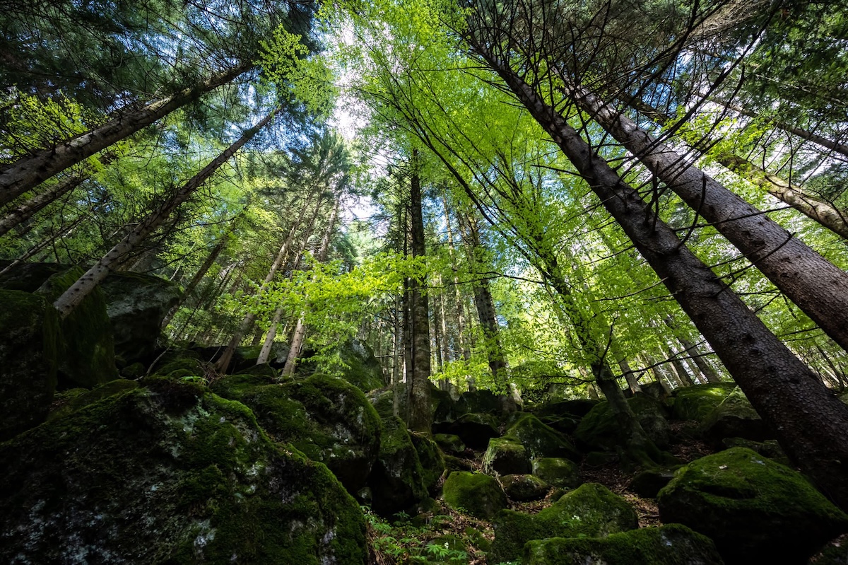 Val-Masino-foresta