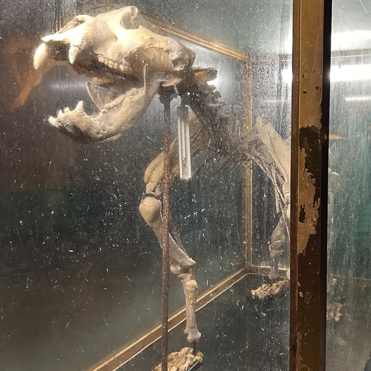 bossea-orso