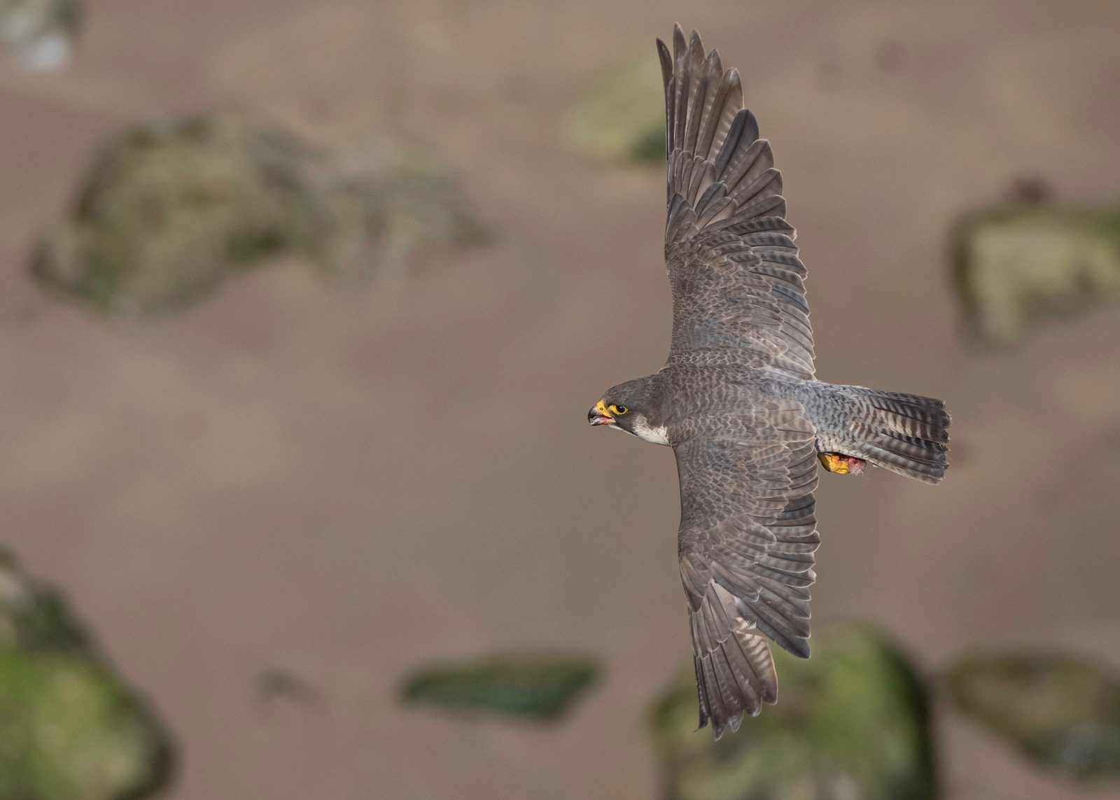 Falco pellegrino in volo sopra pareti calcaree di una riserva naturale laziale