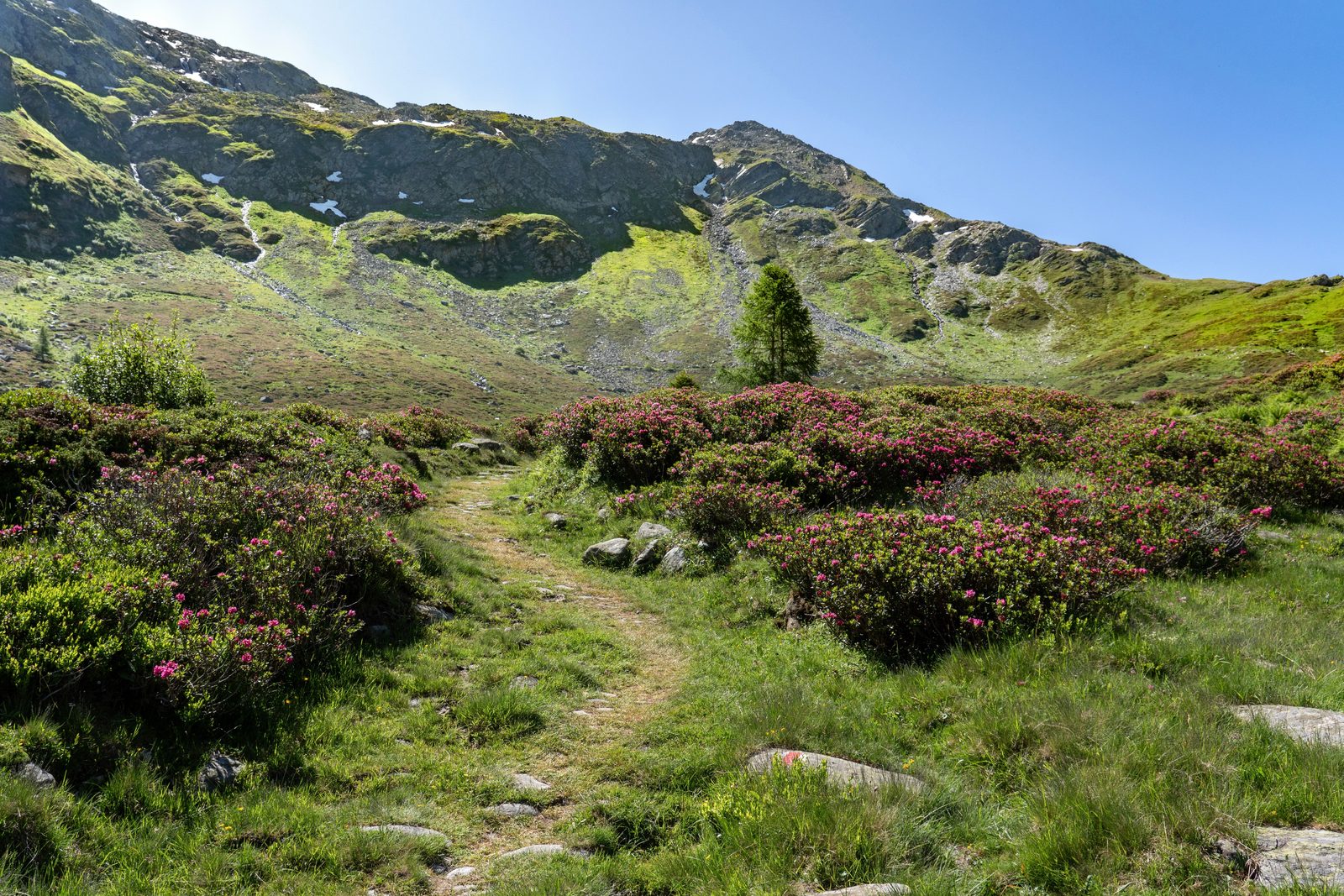 Sentiero alpino tra rododendri e rocce con vista sulla Val Nambrone in estate Sentiero alpino tra rododendri e rocce con vista sulla Val Nambrone in estate