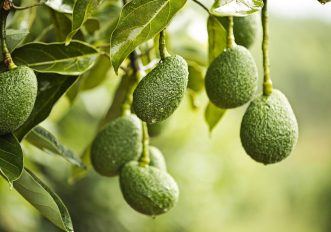 Avocado