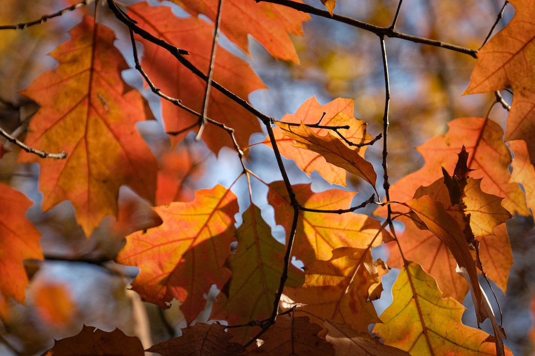 distacco-foglie-autunno