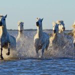 Camargue