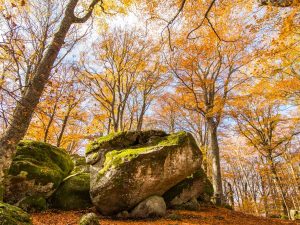 Faggeta Vetusta del Monte Cimino, Lazio