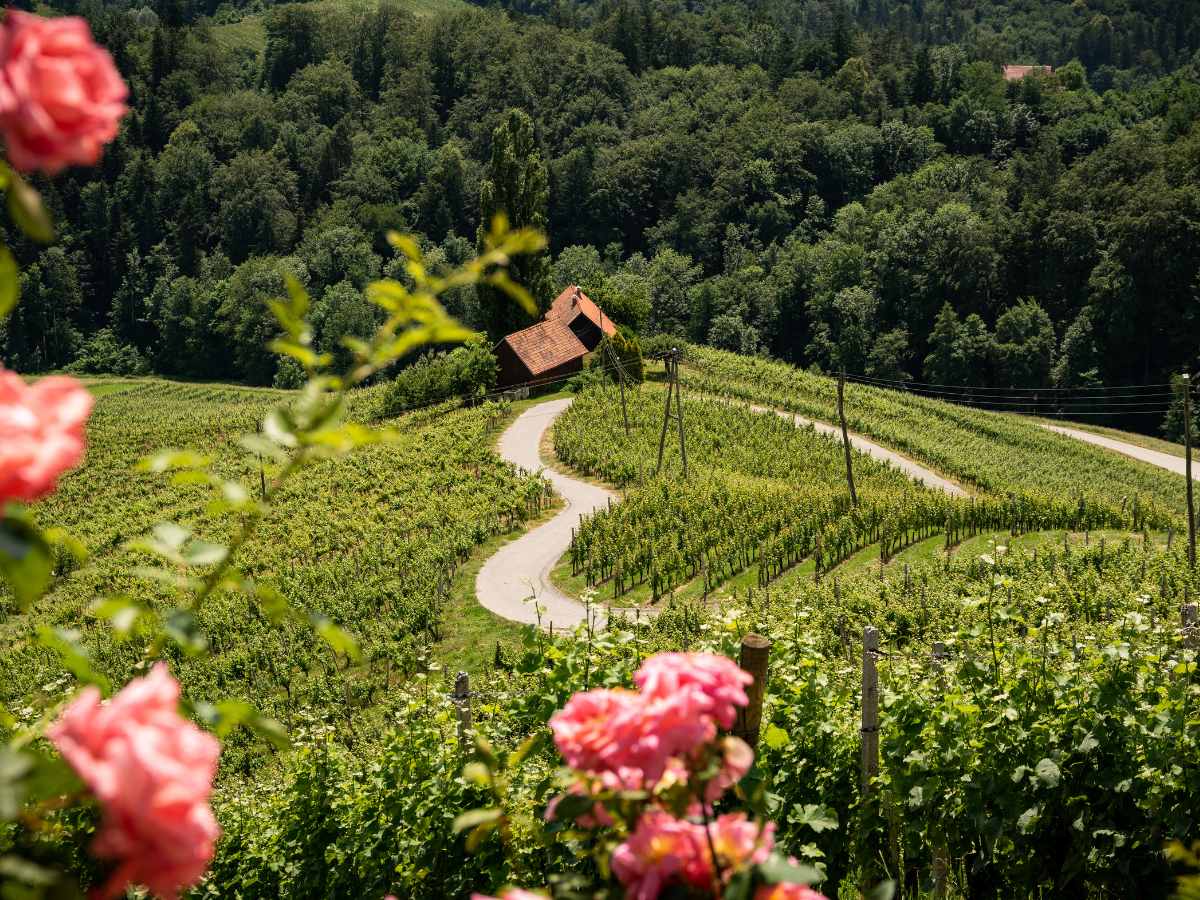 Strada a forma di cuore in Slovenia