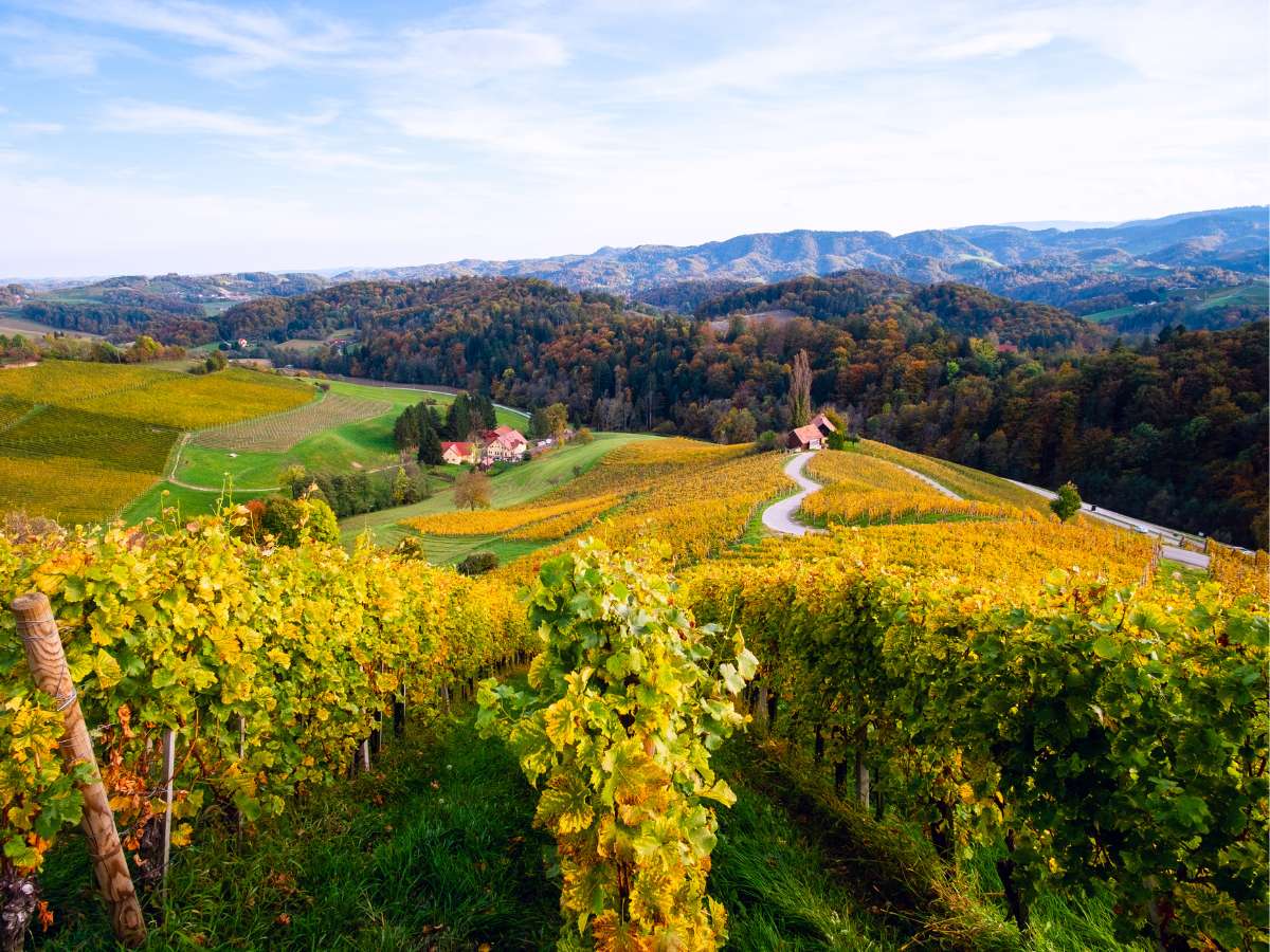 I vigneti della Slovenia