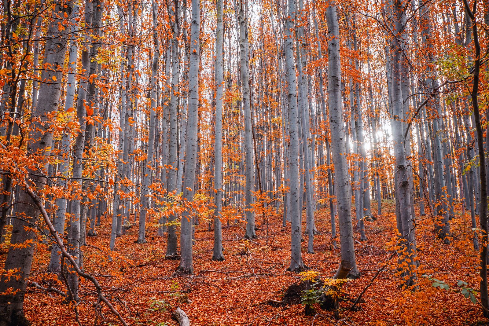 Bosco di faggi autunnale nei pressi di Compiano, Appennino parmense Bosco di faggi autunnale nei pressi di Compiano, Appennino parmense