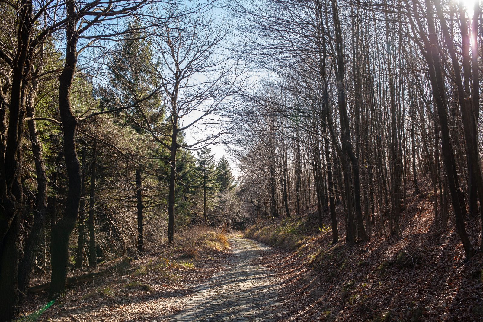Sentiero boschivo su mulattiera storica verso la cima del Monte Barro di Agrano Sentiero boschivo su mulattiera storica verso la cima del Monte Barro di Agrano