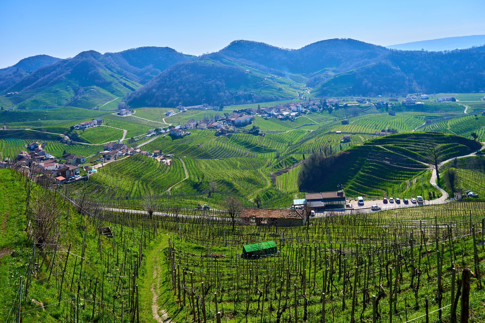 Sentiero escursionistico tra vigneti eroici e bosco nelle colline del Prosecco di Conegliano Valdobbiadene