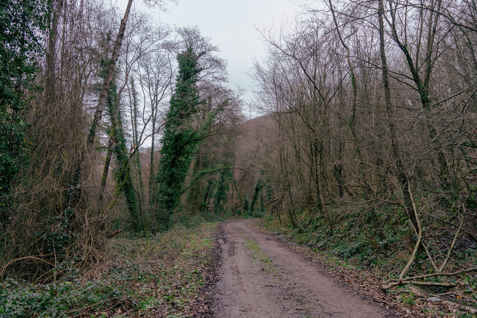 Sentiero nel bosco umbro che conduce verso un borgo abbandonato tra faggi e querce