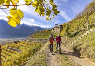 APF Valtellina Bianzone_terrazzamento_low