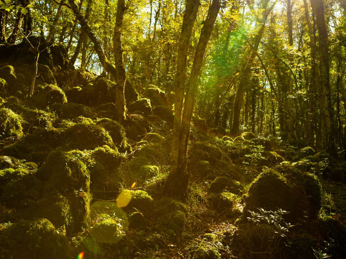 Dentro la Foresta Umbra nel Gargano