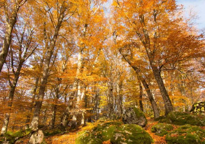 Faggeta del Monte Cimino, Lazio
