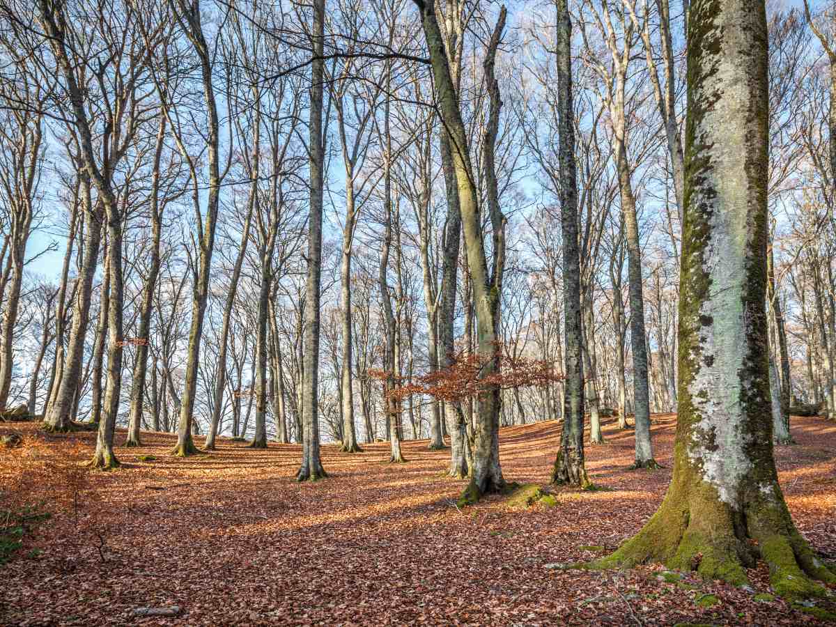 Percorsi nella Faggeta del Monte Cimino
