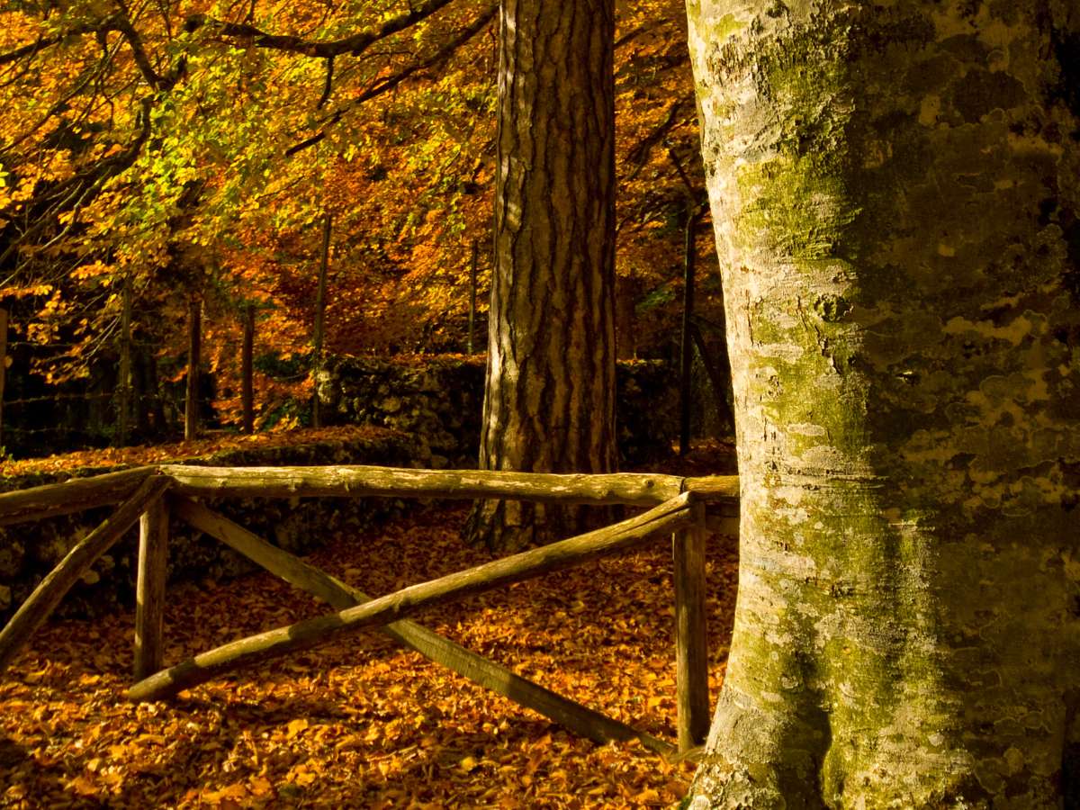 Foliage e sentieri nella Foresta Umbra