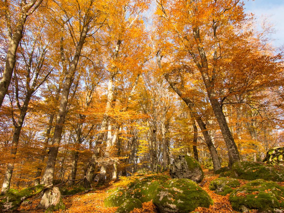Monte Cimino, la faggeta