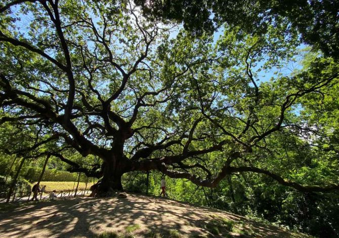 Quercia delle streghe, Toscana