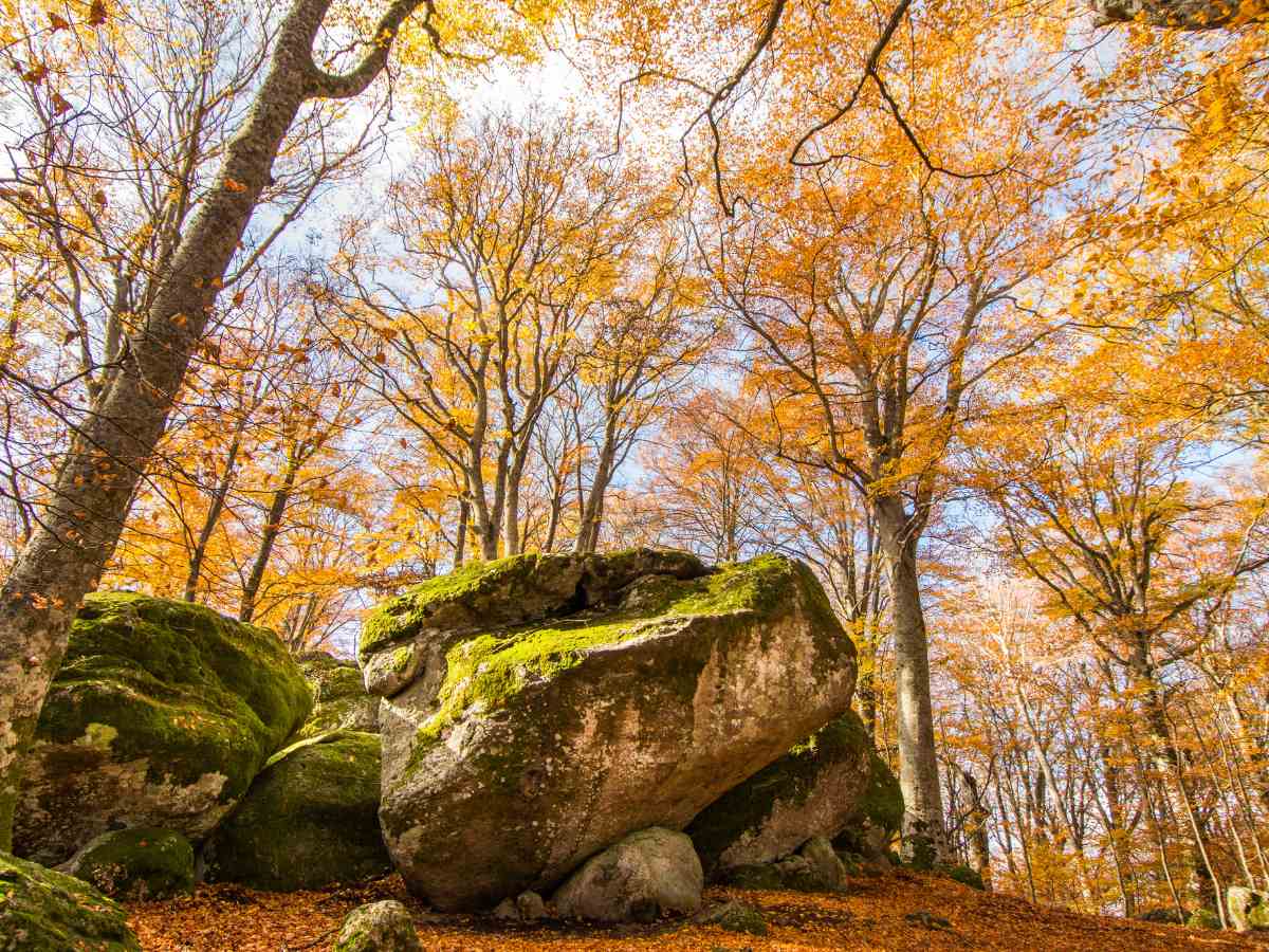Dentro la Faggeta del Monte Cimino