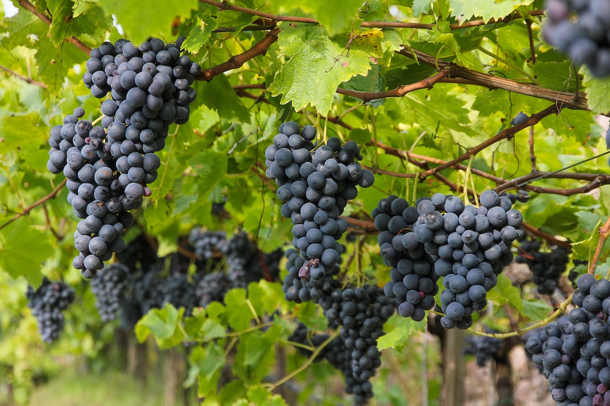 cembra-vino-autunno-ghezzer