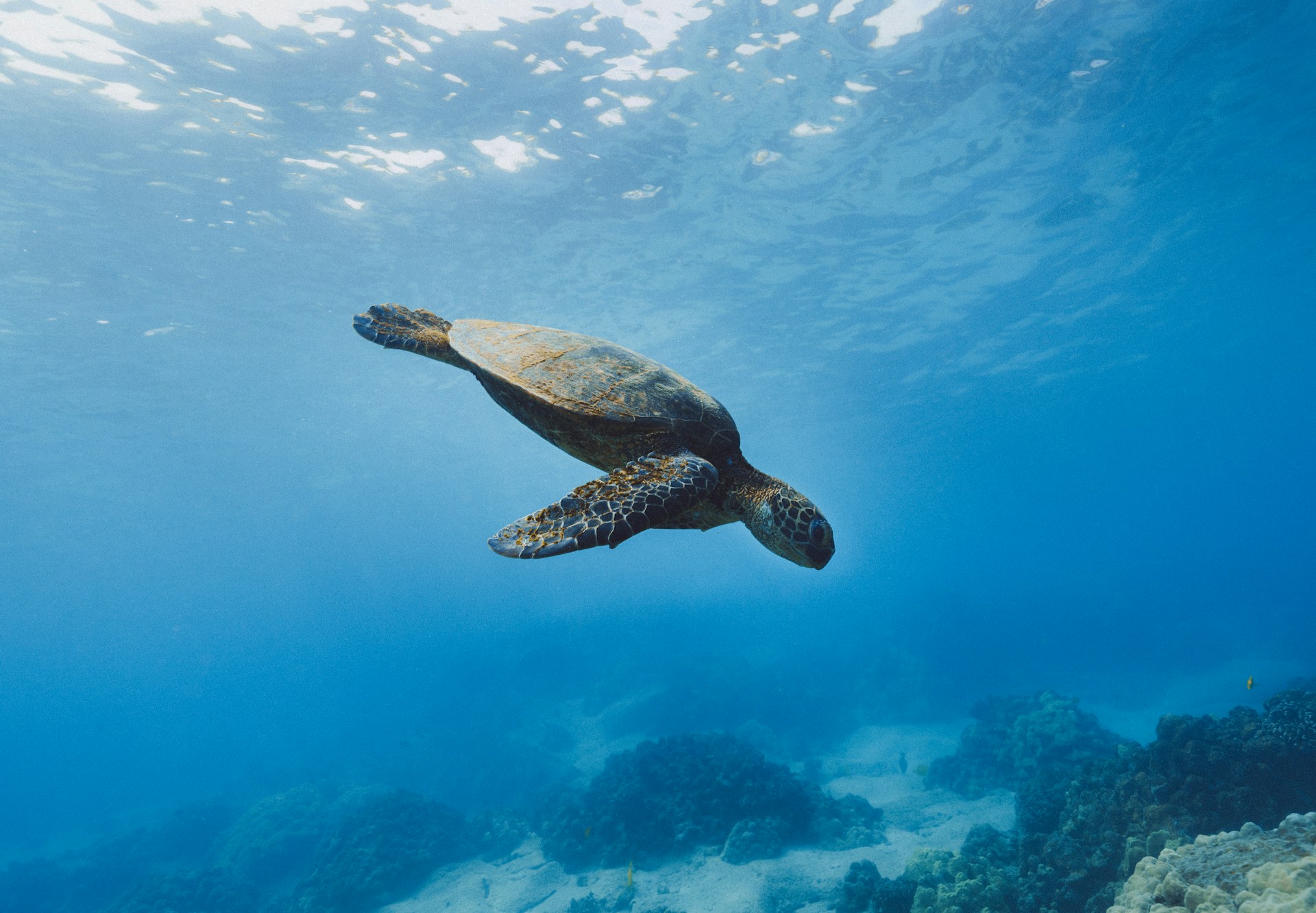 Galapagos
