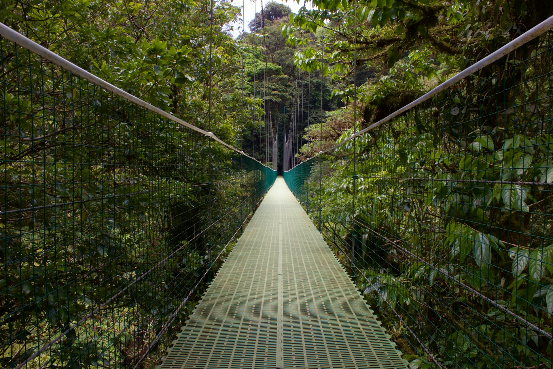 Questa foresta vive dentro una nuvola: Monteverde in Costarica