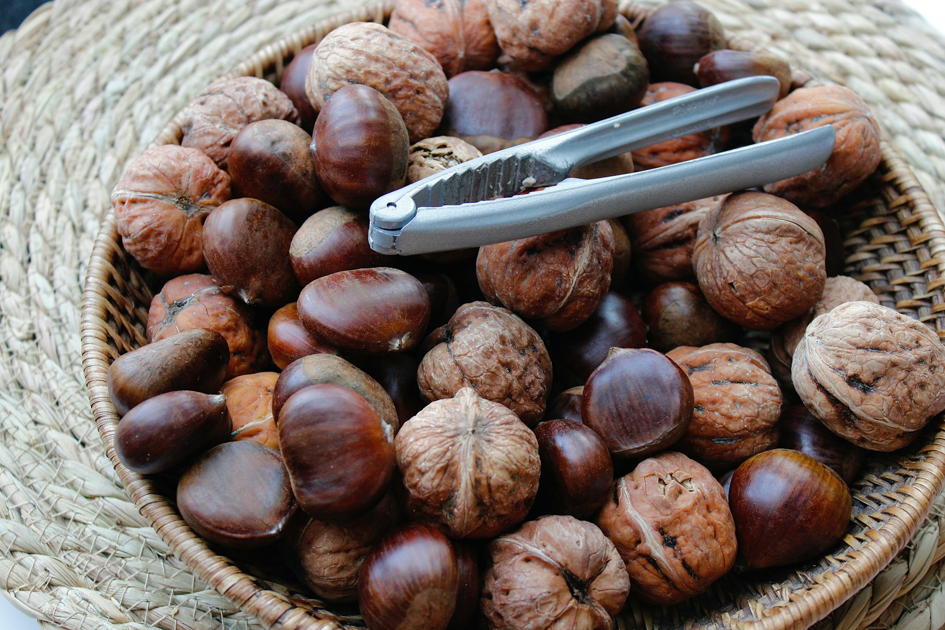 Le castagne più buone in Emilia-Romagna: le gite nei boschi dove raccoglierle questo autunno