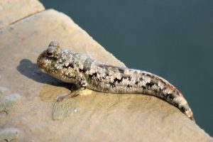 periophthalmus-argentilineatus-01 copia