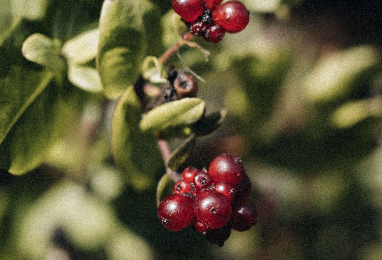 uva-ursina-benefici-foglie